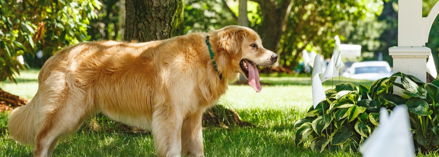 DogWatch by Critter Camp, Duncombe, IA | Outdoor Hidden Dog Fences Slider Image